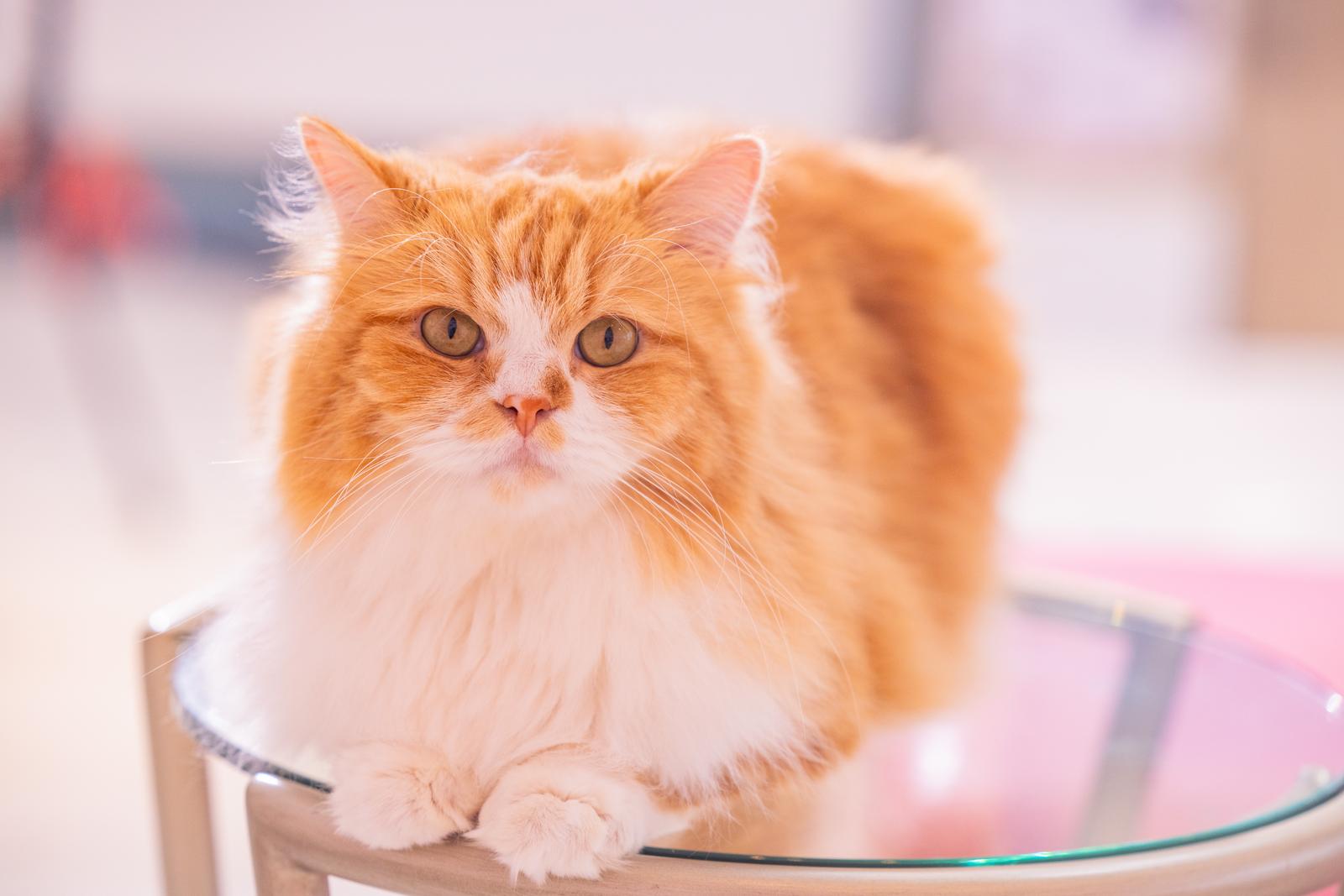 透明テーブルの上の猫